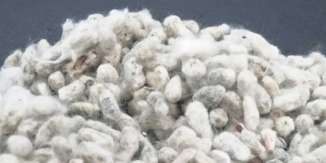 Semilla de algodón