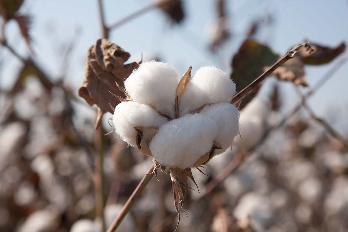 Πρόγραμμα Πιστοποίησης Βάμβακος